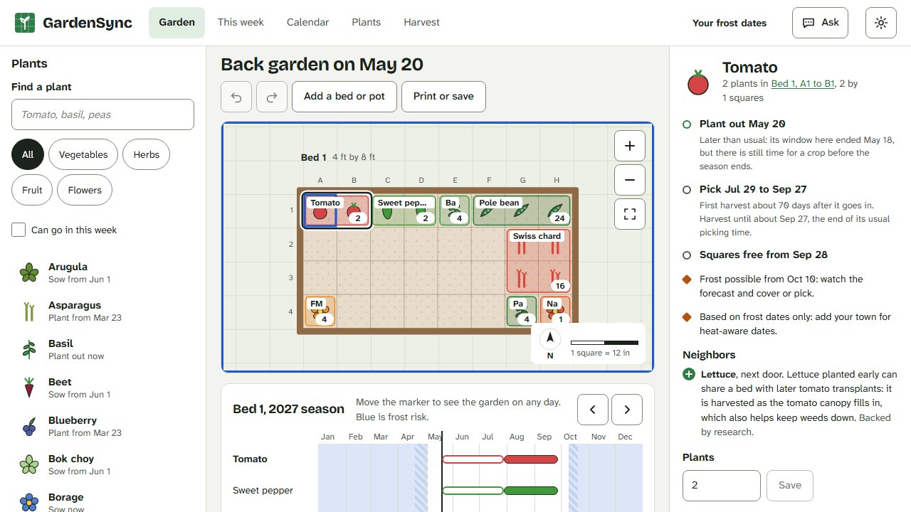 A tomato planting selected, with its plant-out and picking dates and the reason for each.